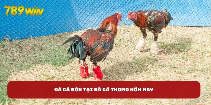 Đá gà đòn tại đá gà Thomo hôm nay