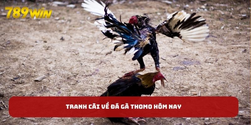 Tranh cãi về đá gà Thomo hôm nay